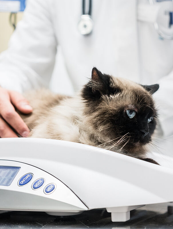 cat being weighed at vet office